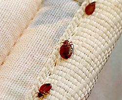 Bed Bug Removal