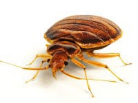 Scottsdale bed bug extermination